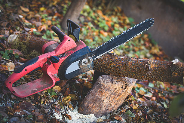 How Our Tree Care Process Works  in  Mililani Town, HI